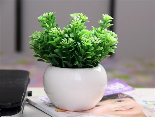 家居风水：家里的植物位置如何摆放风水好(图3)