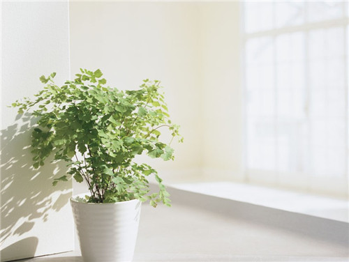 家居风水：家里的植物位置如何摆放风水好(图4)